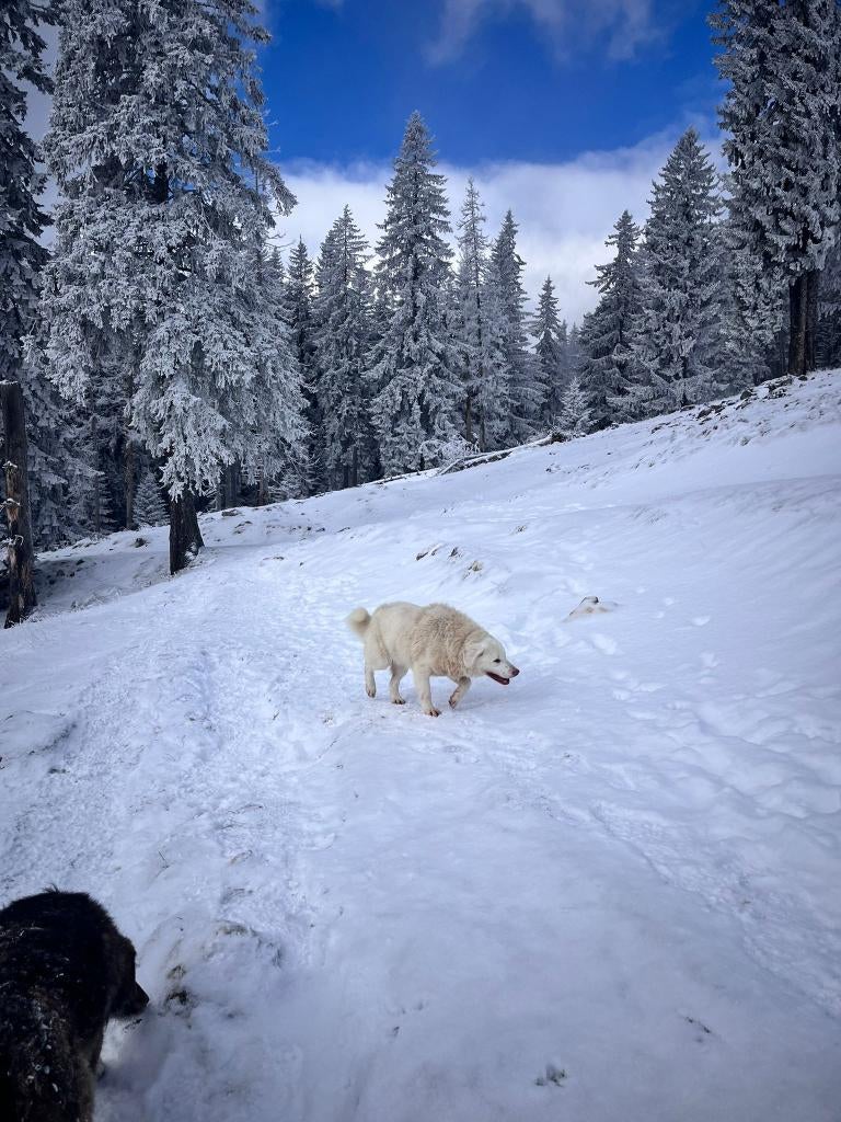 Snow – Voor avontuurlijke harten ️️, Dieren en Toebehoren, Honden | Niet-rashonden, Particulier, Reu, Buitenland, Parvo