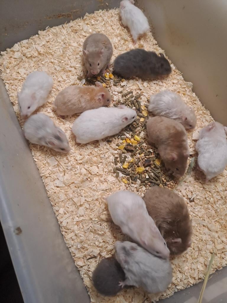 Jonge goudhamsters langhaar en korthaar, Dieren en Toebehoren, Knaagdieren, Hamster, Januari, Meerdere dieren, Tam