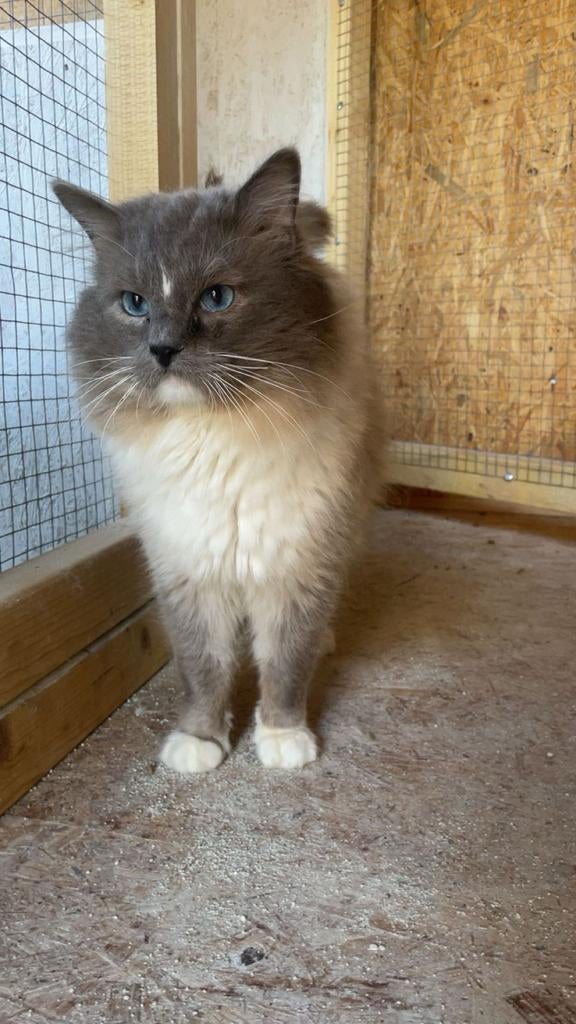 Ragdoll dekkater met stamboom, Dieren en Toebehoren, Katten en Kittens | Raskatten | Langhaar, Poes, Met stamboom, Gechipt