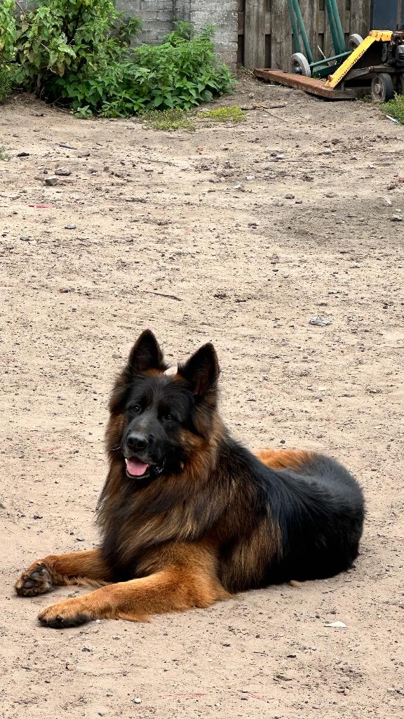 Duitse herder (German shepherd), Parvo, Eén hond, 3 tot 5 jaar, Nederland
