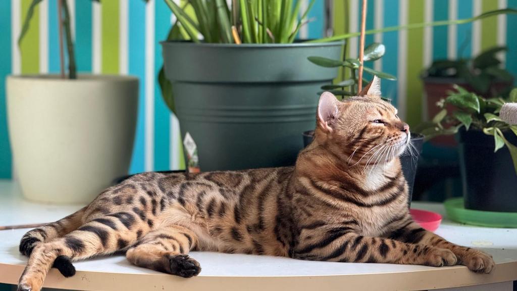 Bengaal dekkater, Dieren en Toebehoren, 3 tot 5 jaar