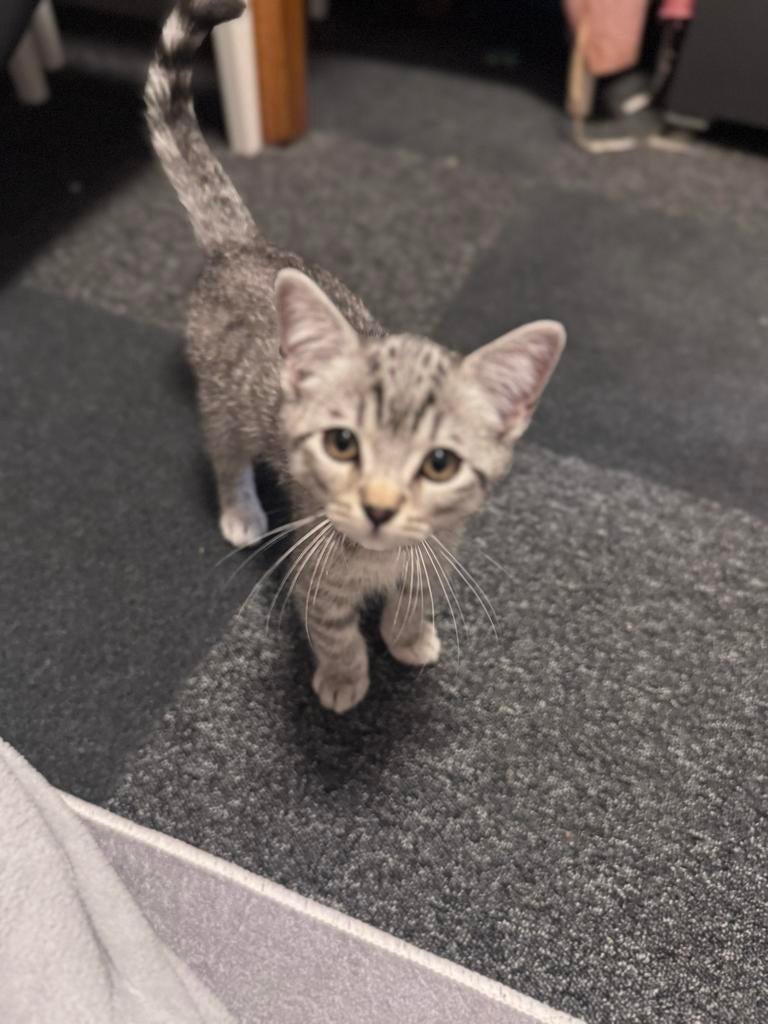 Britse korthaar kitten, Dieren en Toebehoren, Kater, 0 tot 2 jaar
