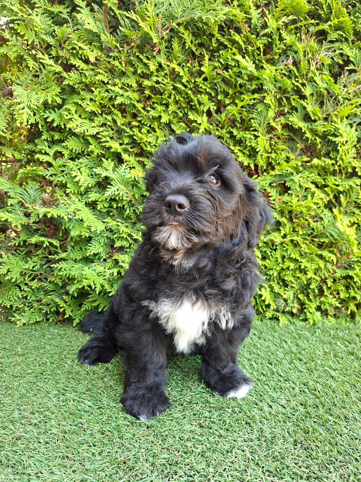 Zeer  mooie speelse boomer x doodle pups., Parvo, 8 tot 15 weken, Meerdere, Nederland