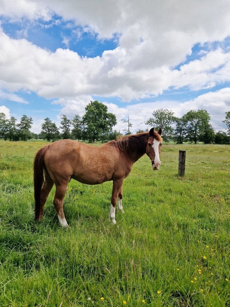 Weidegang + stalling Sebaldeburen, Dieren en Toebehoren, Weidegang, 1 paard of pony