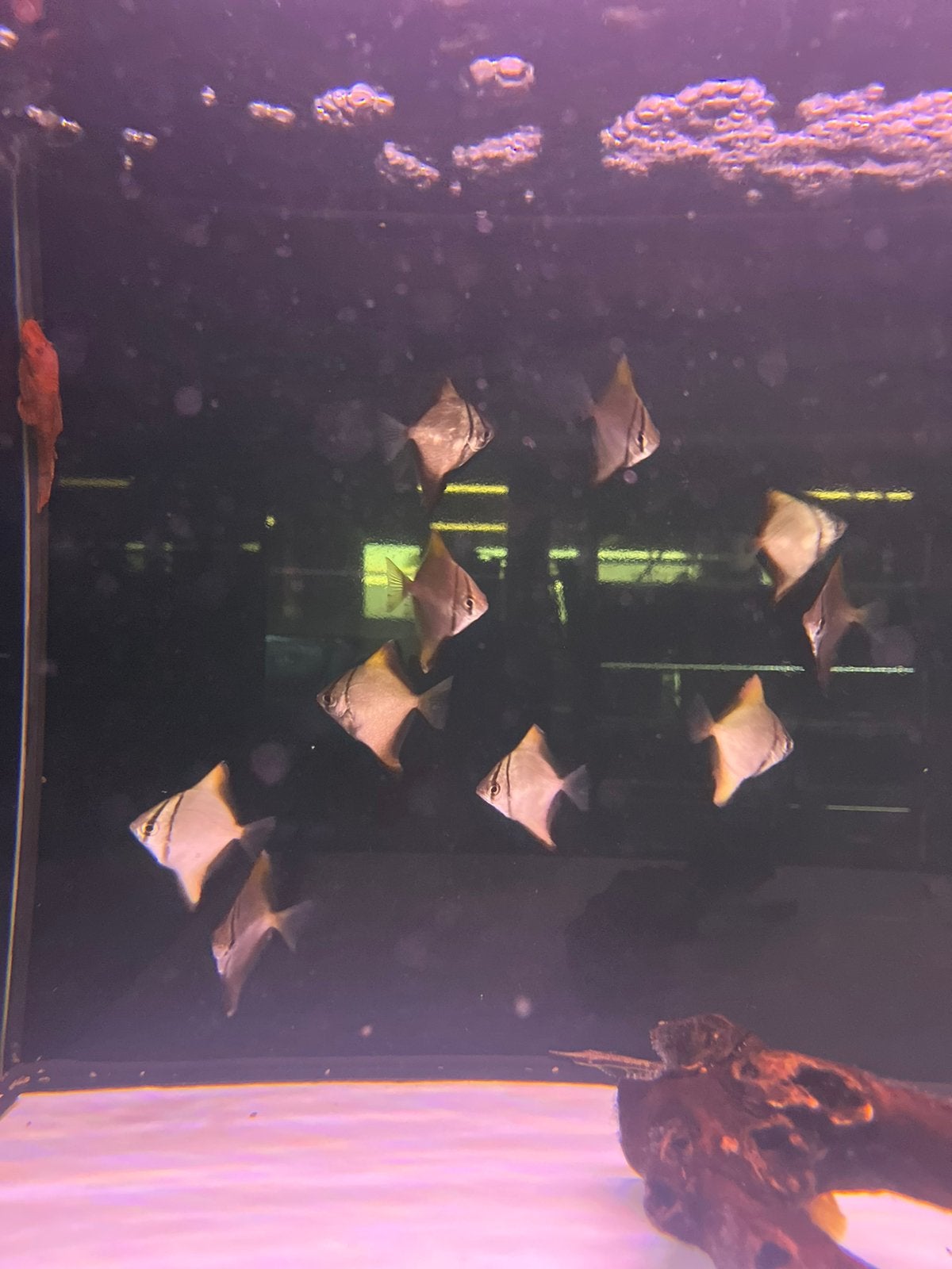Monodactylus argenteus, Dieren en Toebehoren, Vissen | Aquariumvissen, Vis