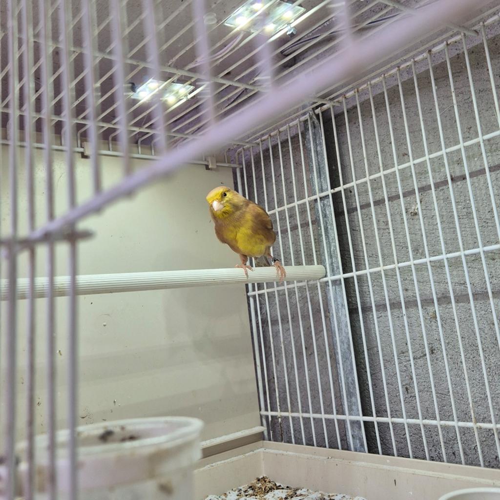 Bruin gele man, Dieren en Toebehoren, Mannelijk, Kleurkanarie