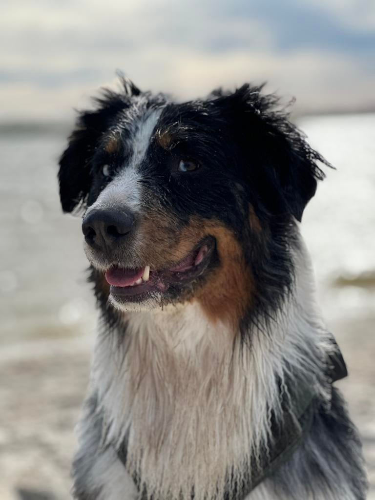 Australian Shepherd -  Ervaren Dekreu Aangeboden, Dieren en Toebehoren, Honden | Dekreuen, Parvo, Reu, Eén hond, 3 tot 5 jaar