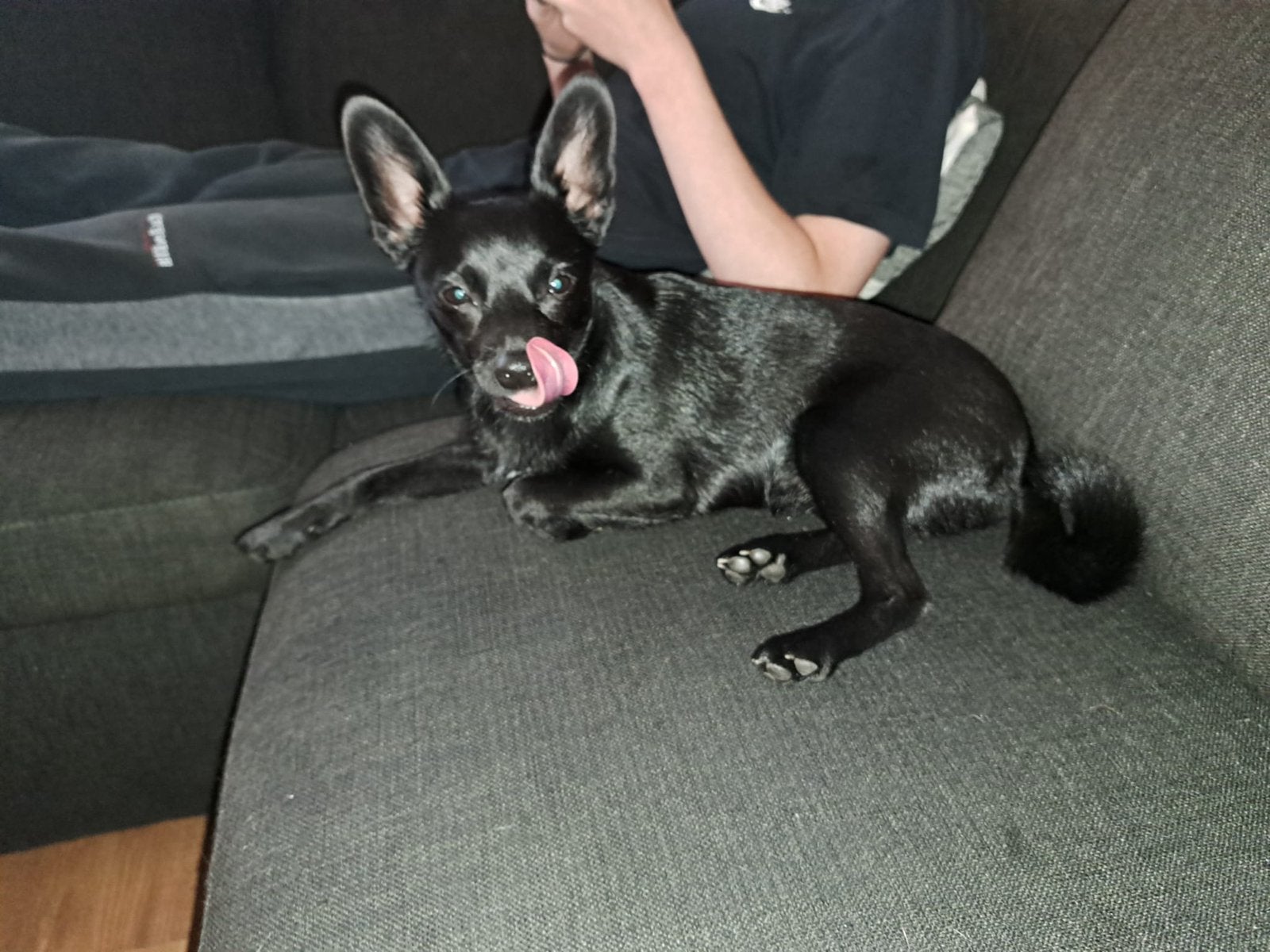 Lief thuis gezocht voor onze Lola, Dieren en Toebehoren, 15 weken tot 1 jaar, Overige rassen, Teef, Eén hond