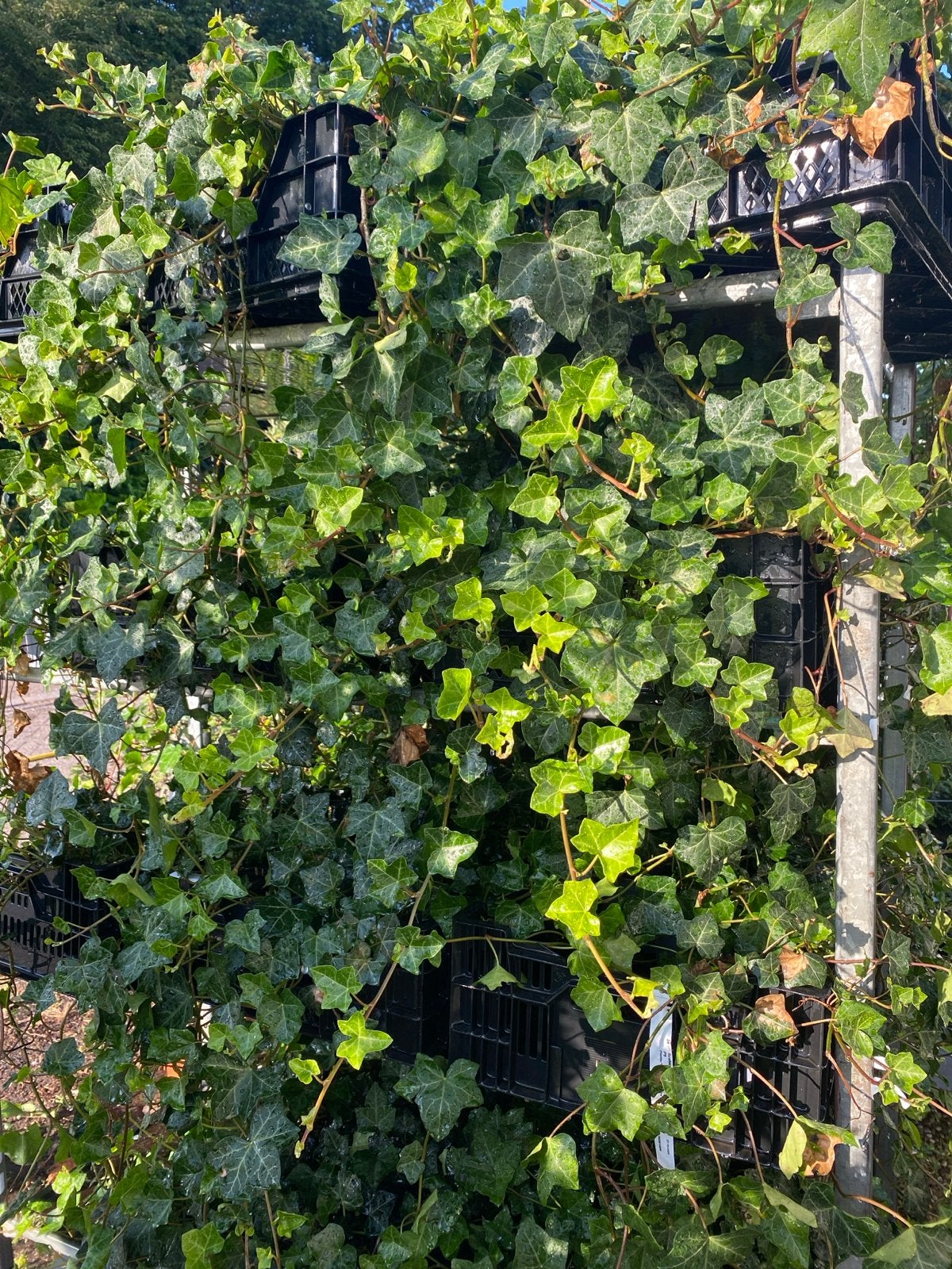 Hedera (Klimop) 50/60 cm - €2 per stuk, Tuin en Terras, Planten | Tuinplanten, Ophalen, Vaste plant, Bloeit niet, Halfschaduw