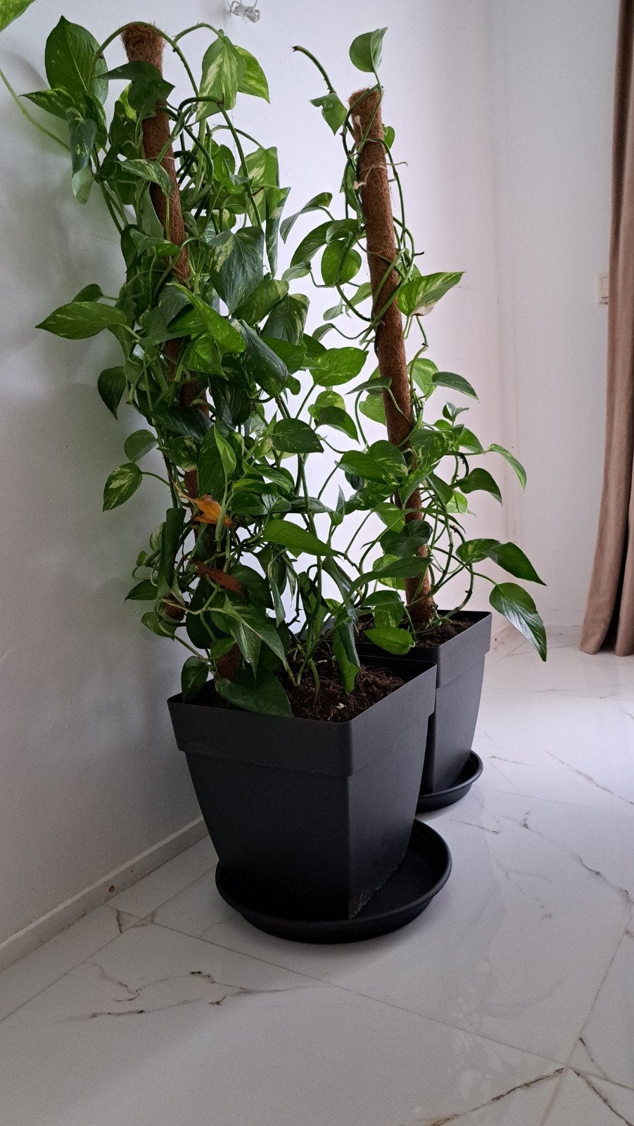Grote Epipremnum Aureum (Pothos) op mosstok, Ophalen of Verzenden