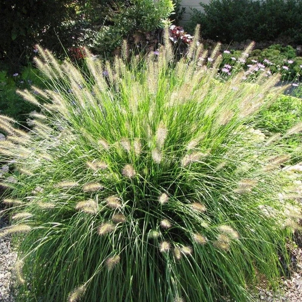 Pennisetum alopecuroides Hameln in 17 cm pot., Ophalen, Volle zon, Vaste plant, Siergrassen