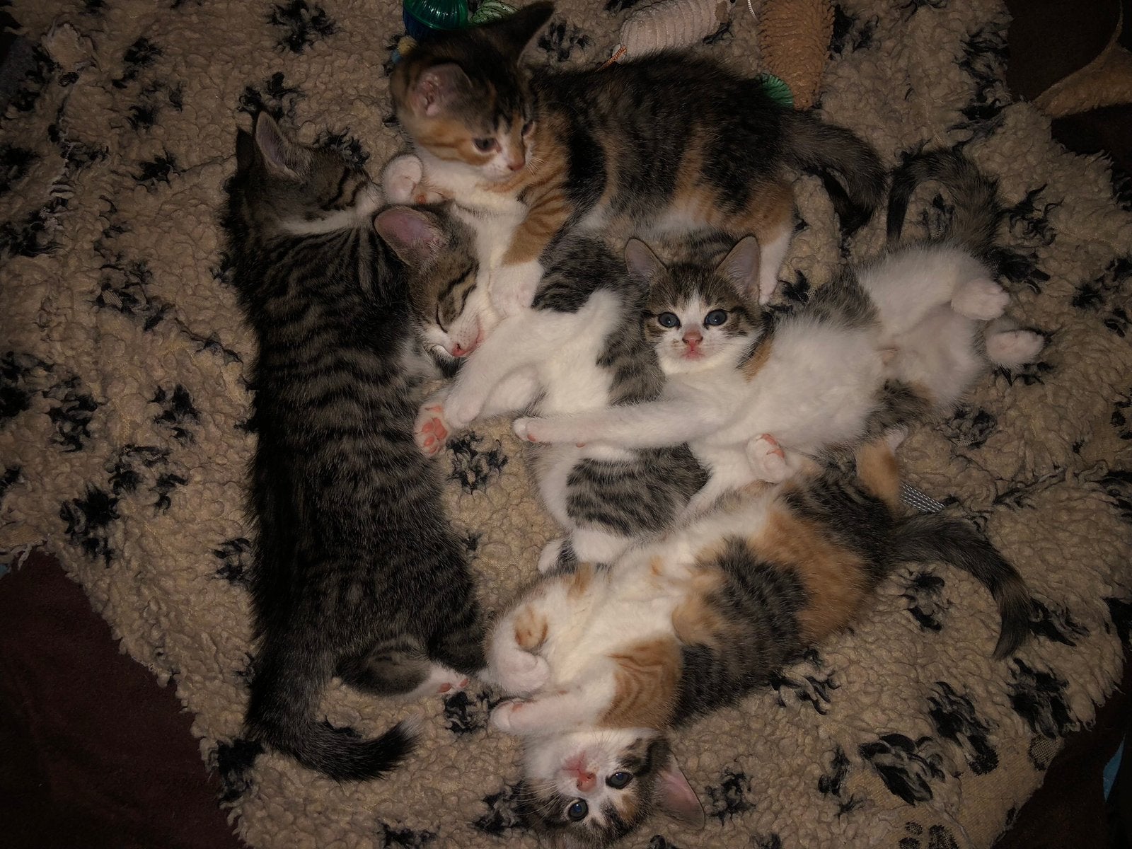 Liefdevolle baasjes gezocht voor katertjes omg. Haarlem, Meerdere dieren