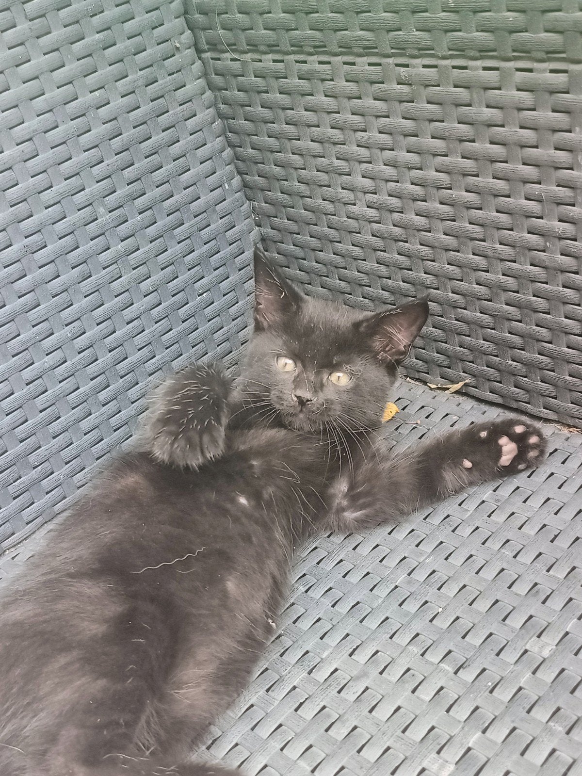 Maine Coon kruising, Meerdere dieren