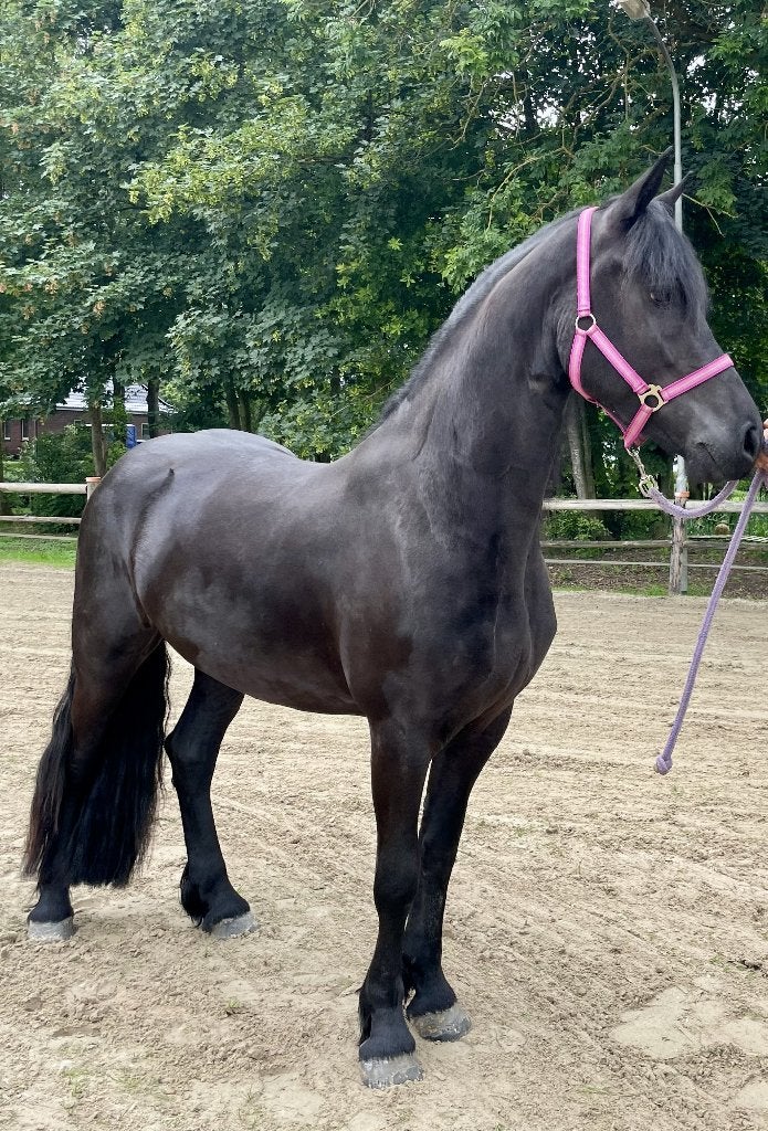 Te Koop aangeboden: 3,5 jarige Friese merrie, Dieren en Toebehoren, Merrie, Met stamboom, Dressuurpaard, 3 tot 6 jaar