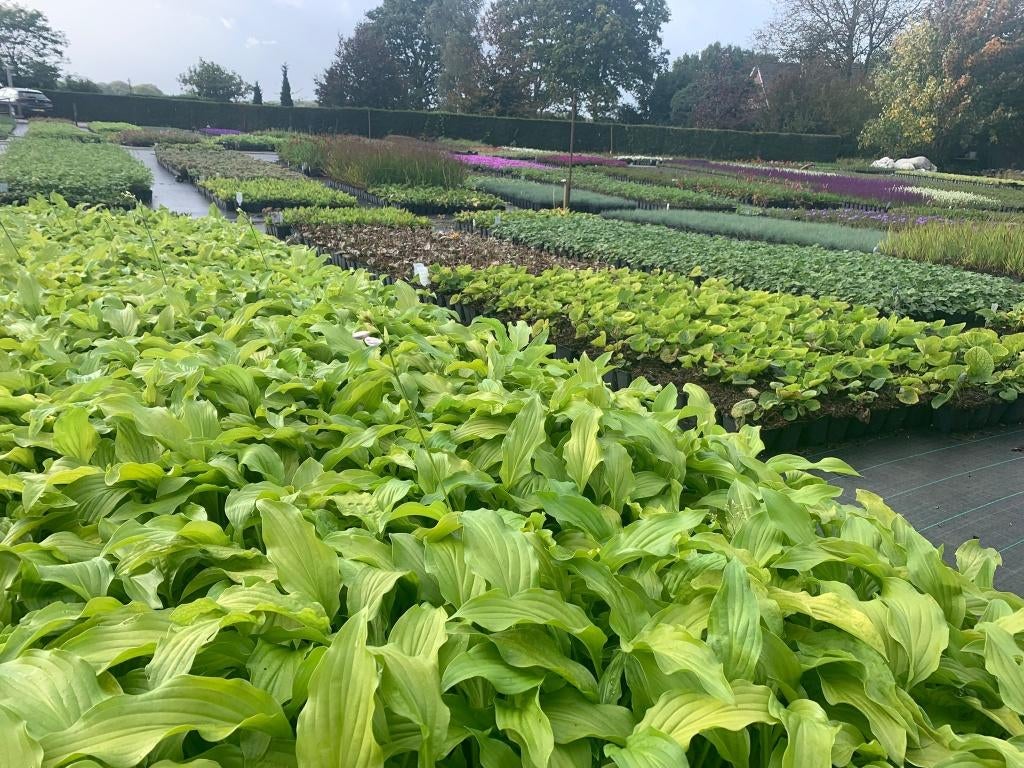 Bodembedekkers tuinplanten en heesters, Ophalen of Verzenden, Vaste plant, Overige soorten, Halfschaduw