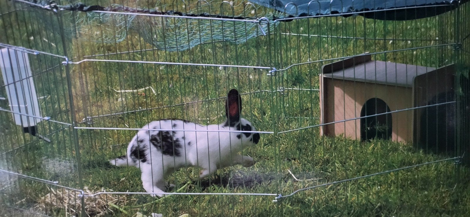 Dierenhek voor knaagdieren of kleine honden, Kooi, 110 cm of meer, Hamster, Ophalen