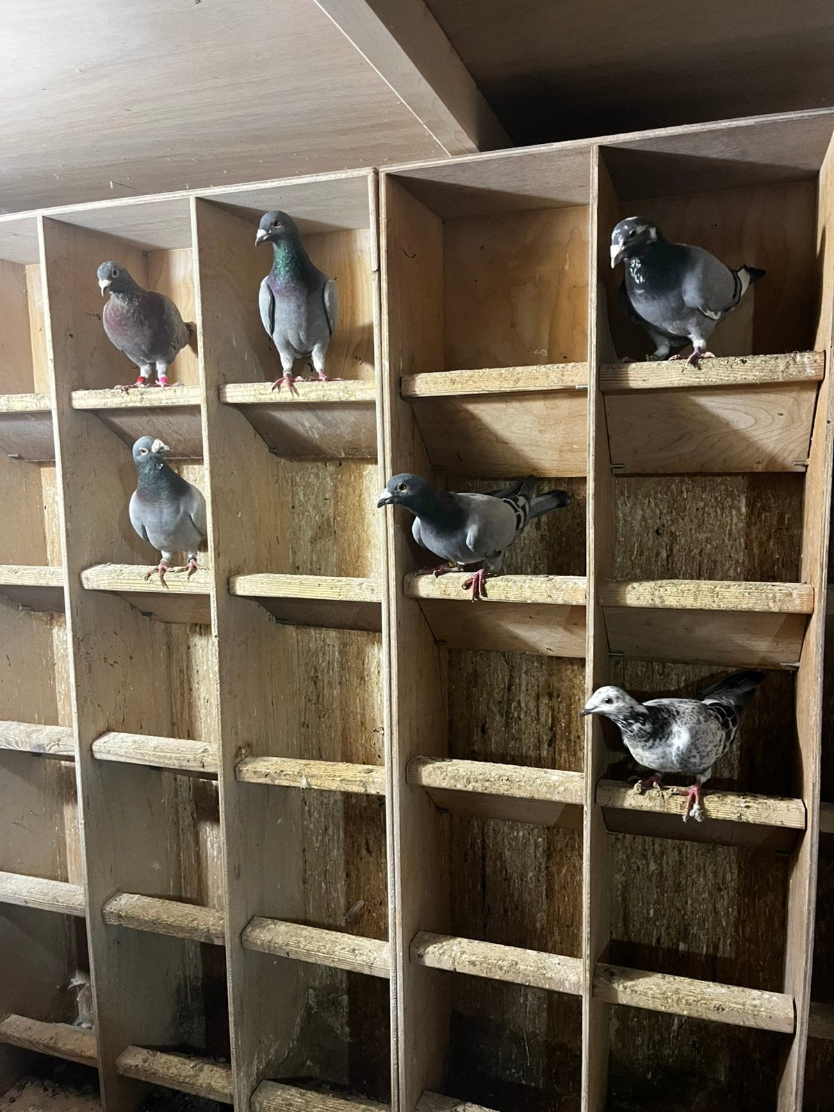 Duiven te koop doffers en duivinnen, Dieren en Toebehoren, Meerdere dieren, Overige soorten