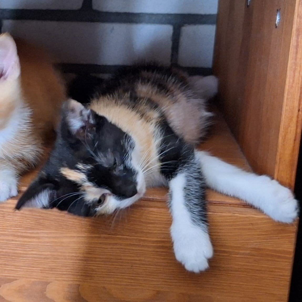 Kitten te koop!