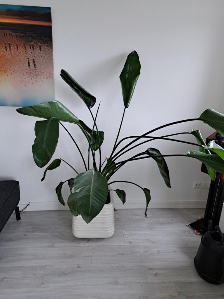 Grote Strelitzia Nicolai inclusief potten, Huis en Inrichting, Kamerplanten, Ophalen, Overige soorten, Halfschaduw, In pot