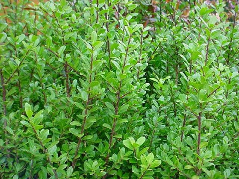 Ilex crenata 'Caroline Upright' ,, Tuin en Terras, Ophalen, Buxus, Haag, Minder dan 100 cm