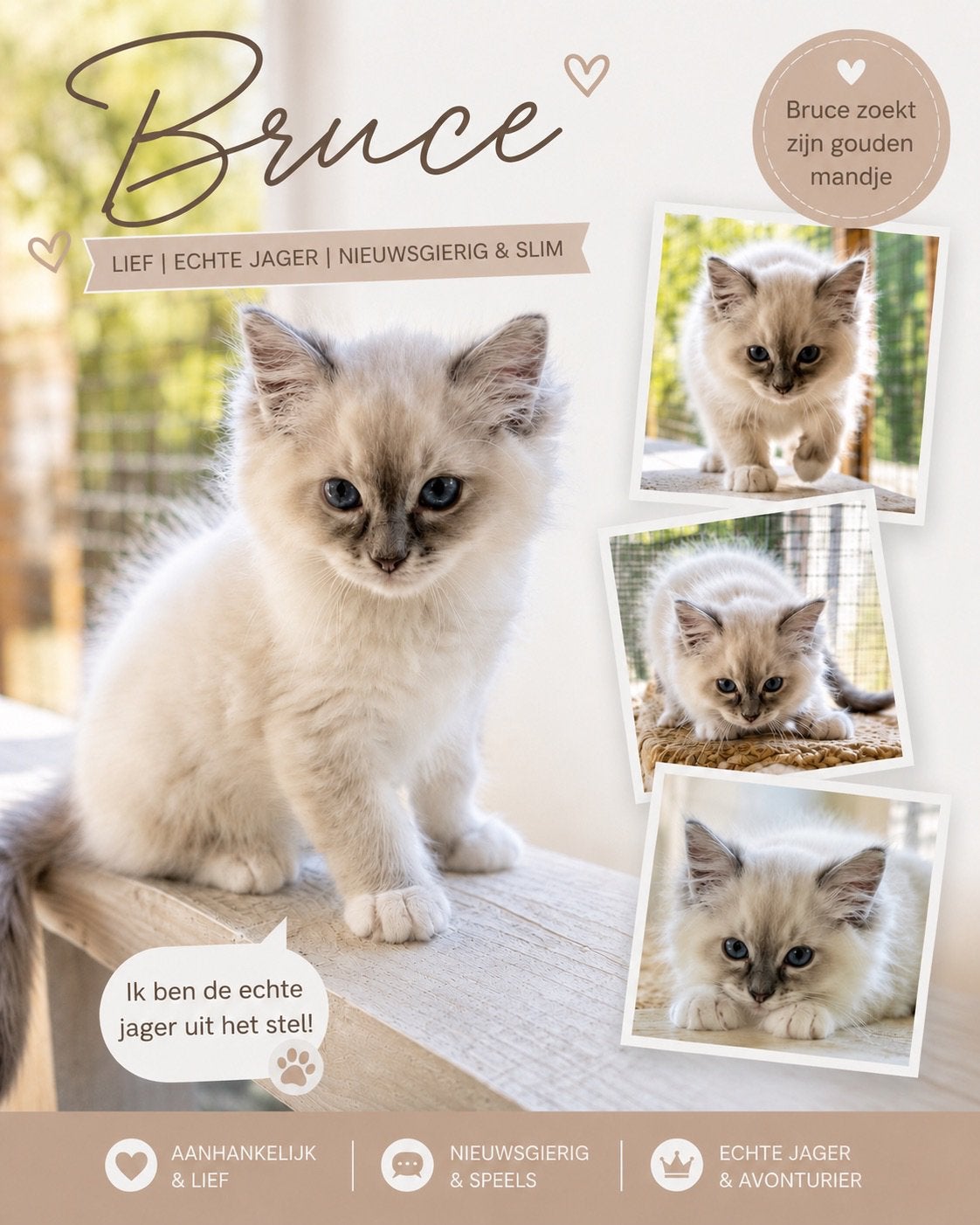 Ragdoll kittens beschikbaar voor adoptie – Greenway Ragdolls, Meerdere dieren, Met stamboom, 0 tot 2 jaar