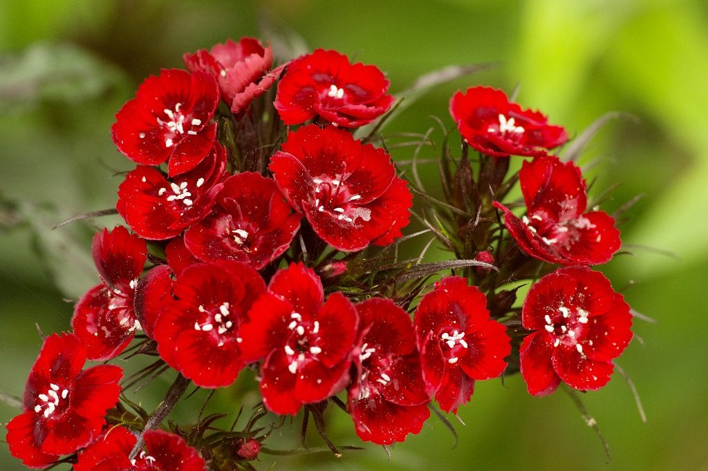 Zaden duizendschoon rood (Dianthus barbatus), Ophalen of Verzenden, Voorjaar, Volle zon, Zaad
