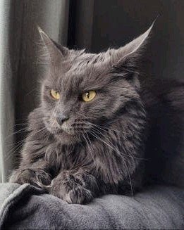 Maine Coon dame met stamboom  gesteriliseerd  herplaatser, Dieren en Toebehoren