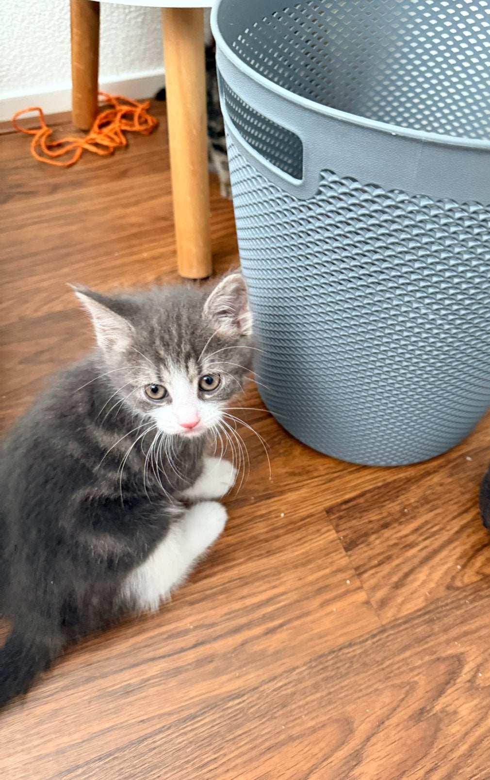 Te koop kittens., Meerdere dieren, 0 tot 2 jaar