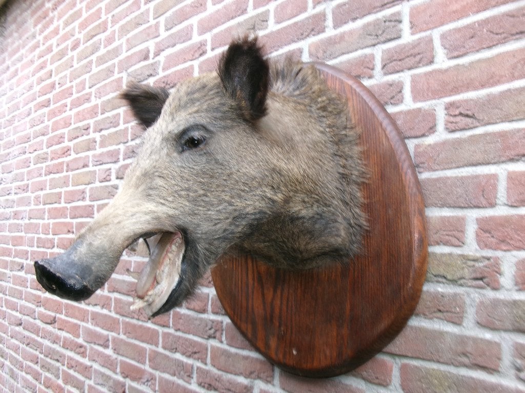 Prachtig opgezet wild zwijn op mooi schild, Verzamelen, Dierenverzamelingen, Ophalen of Verzenden, Zo goed als nieuw, Wild dier