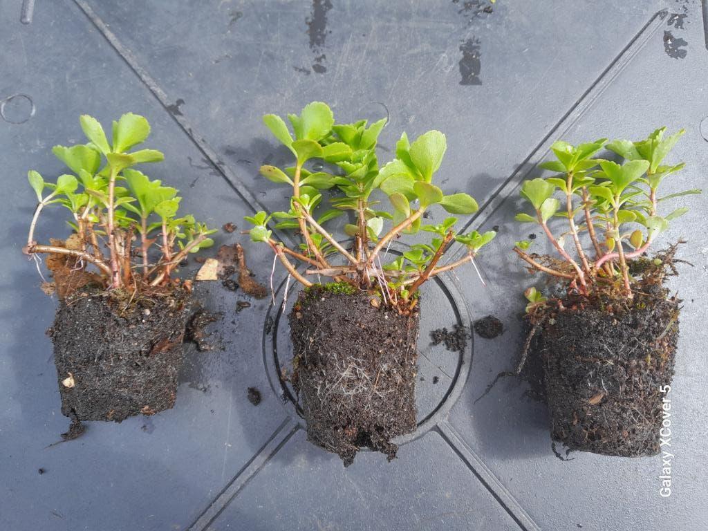 150 Sedum mix plugjes 4x4 cm, Tuin en Terras, Bodembedekkers, Volle zon, Vaste plant, Ophalen of Verzenden