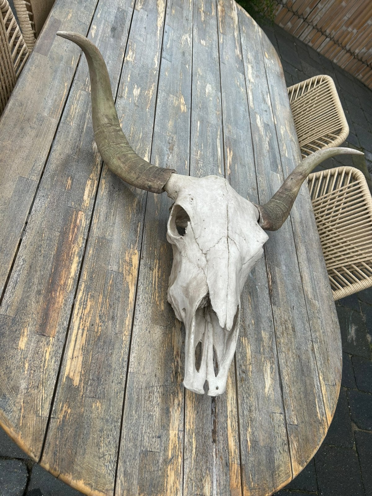 Runderschedel met grote hoorns, Ibiza stijl, skull, Ophalen, Zo goed als nieuw
