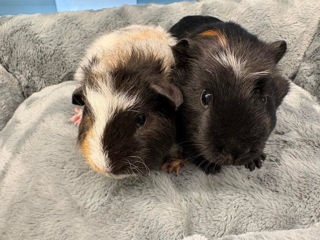 Super knap cavia koppel ( met zorg gematcht), Dieren en Toebehoren, Mannelijk, Tam, Maart, Cavia