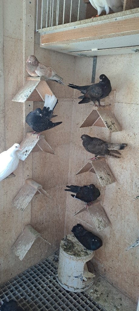 Vlieg oosterse rollers, Meerdere dieren, Tuimelaar of Roller