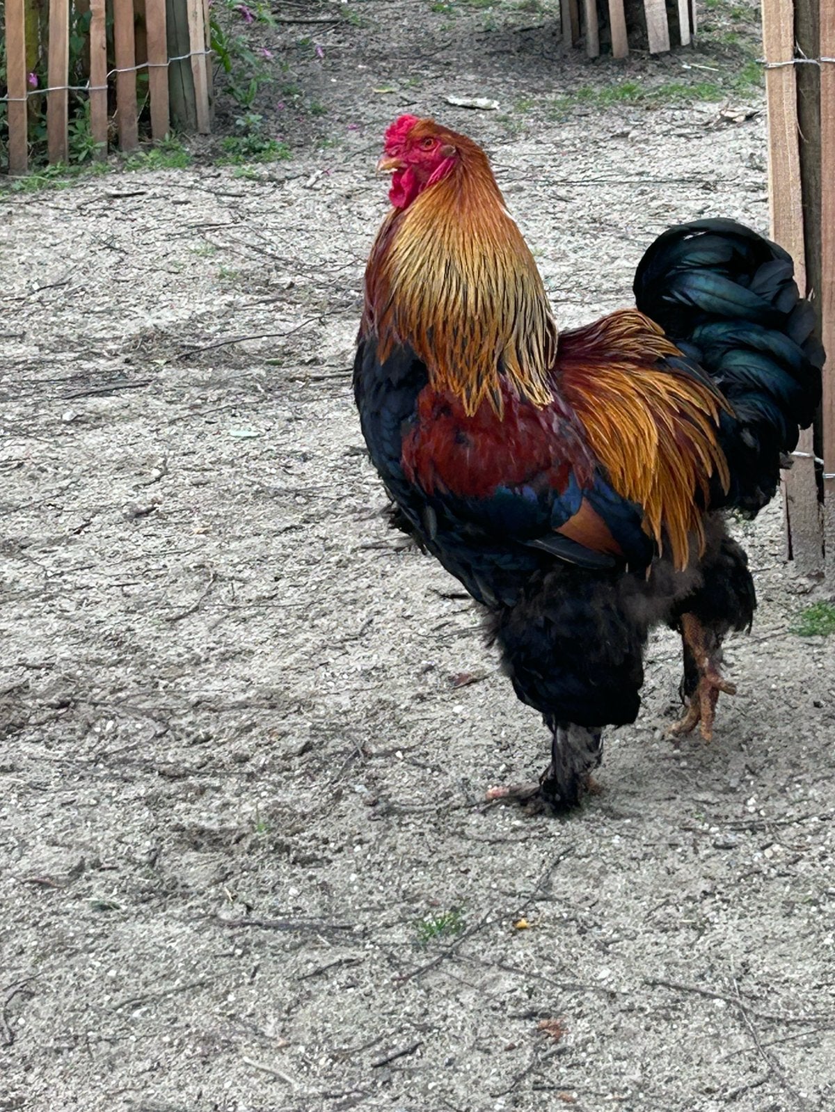brahma goudpatrijs groot kuikens, Mannelijk, Kip