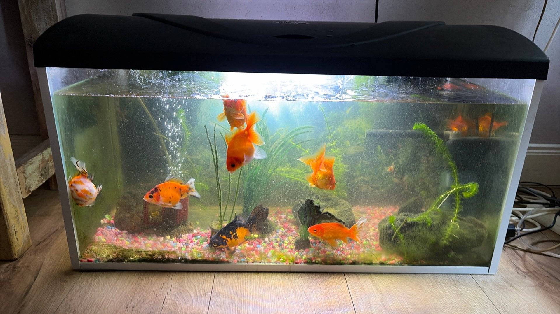 Compleet aquarium met 8 prachtige (sluierstaart) vissen, Ophalen, Gebruikt, Gevuld zoetwateraquarium