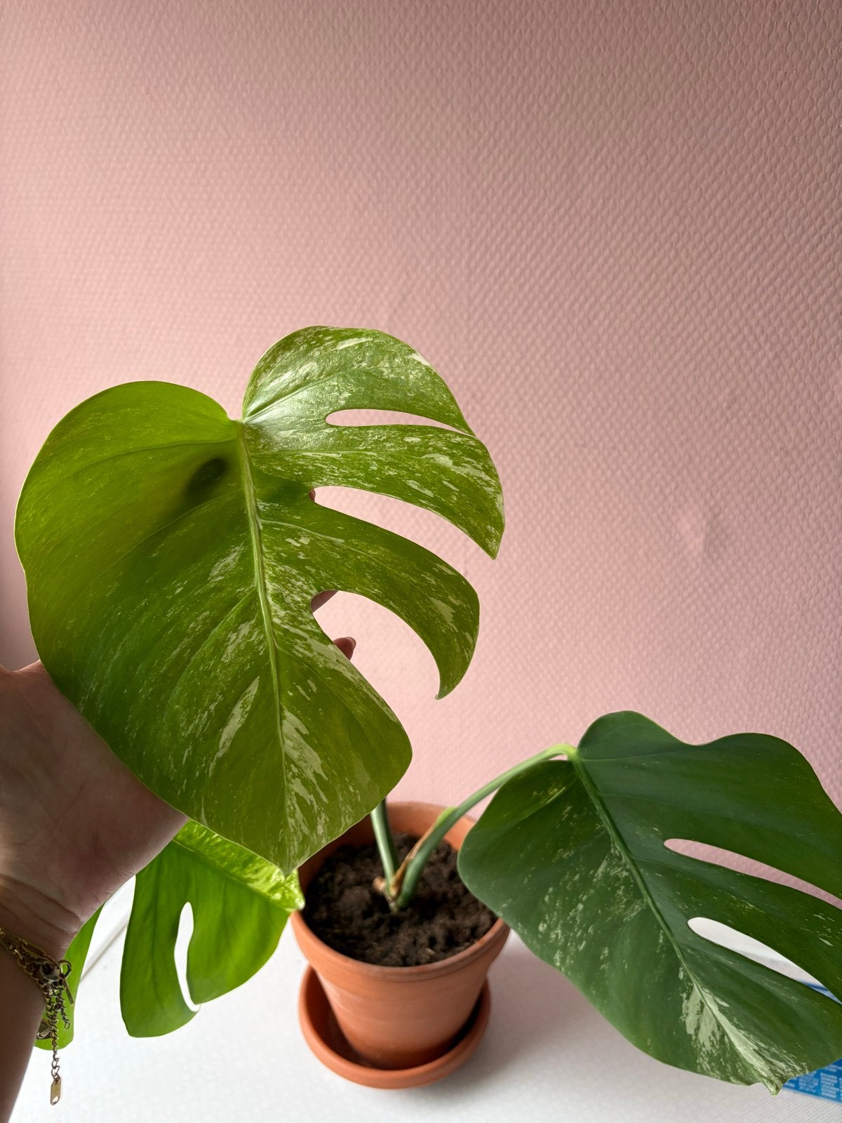 3 Monstera Variegata planten, Vaste plant, Bloeit niet, Halfschaduw, Ophalen