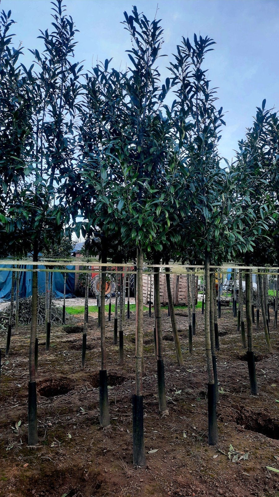 Prunus laurocerasus 'Caucasica' 🌳 Laurier wintergroen, Tuin en Terras, Planten | Bomen, Ophalen, Halfschaduw