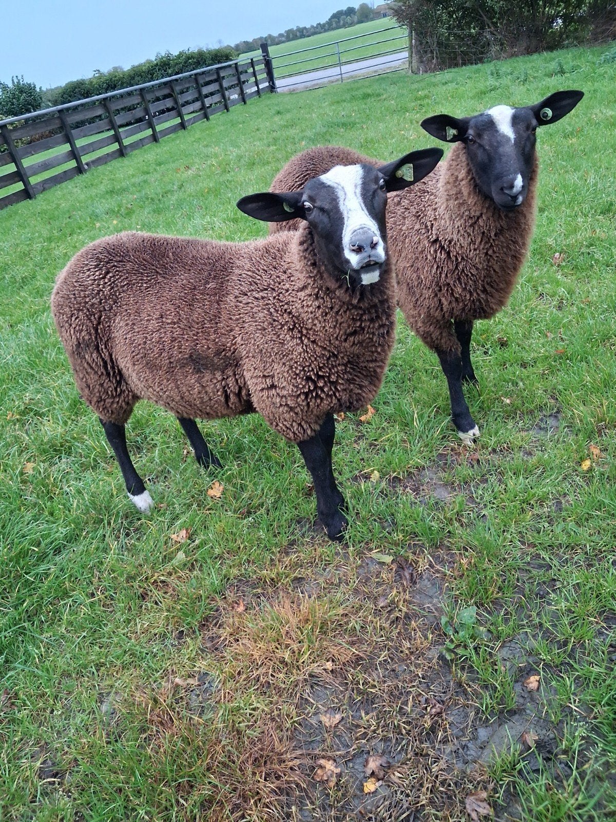 zwartbles dekram, Mannelijk, Schaap, 0 tot 2 jaar