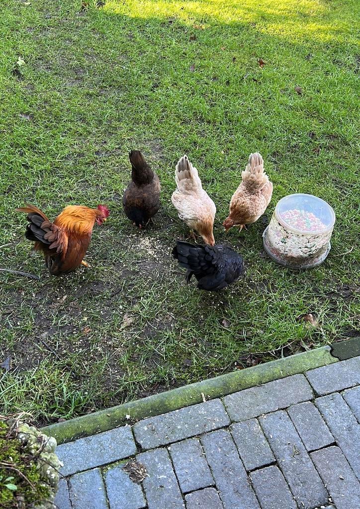 Broedeieren van mn Ayam Serama krielkipjes, Dieren en Toebehoren, Pluimvee, Geslacht onbekend, Kip