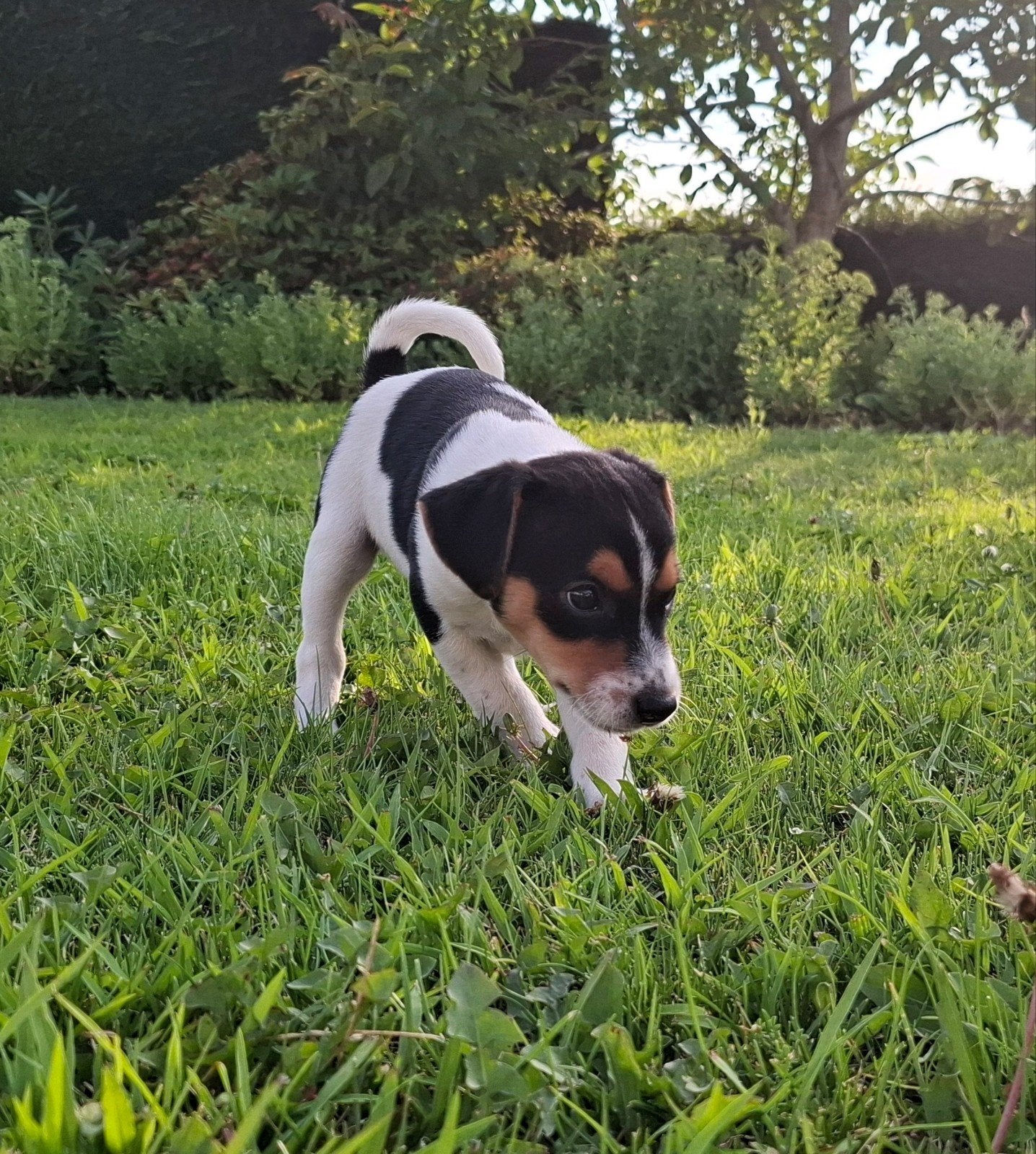 Ontzettend lief leuk en speels boerenfox reutje, Parvo, Overige rassen, 8 tot 15 weken, Meerdere