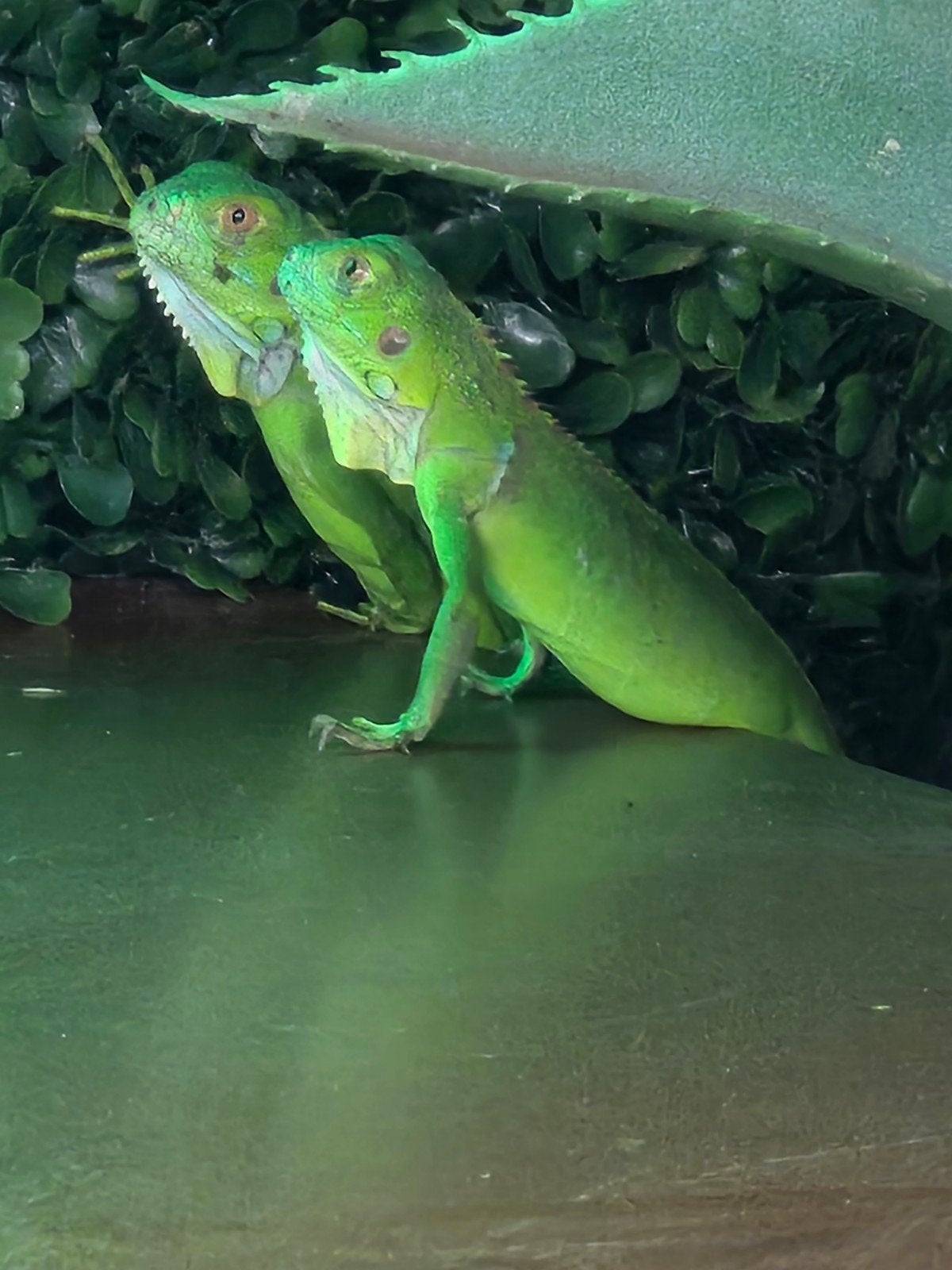 Groene leguaan Axanthic (Iguana iguana) – NLNK 2025

Ben je, Dieren en Toebehoren, Hagedis, 0 tot 2 jaar