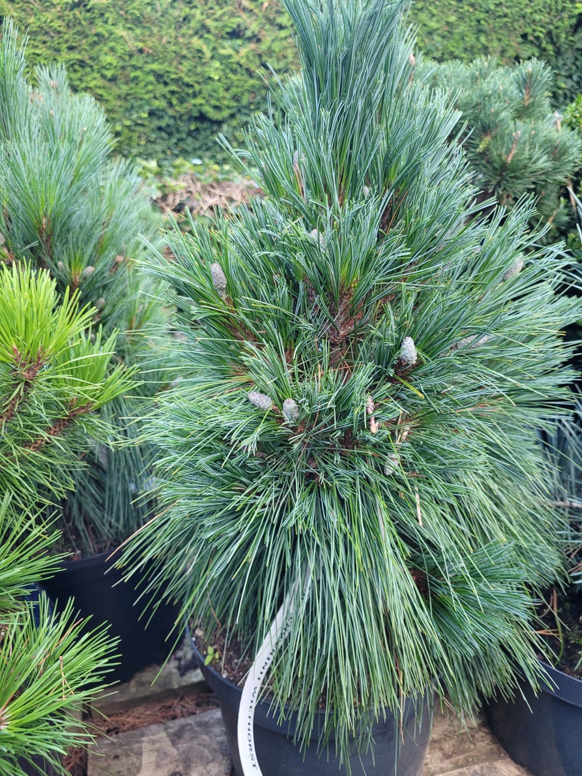 Pinus Schwerinii Wiethorst - Sierlijke Conifeer, Bloeit niet, Overige soorten, 100 tot 250 cm, Ophalen