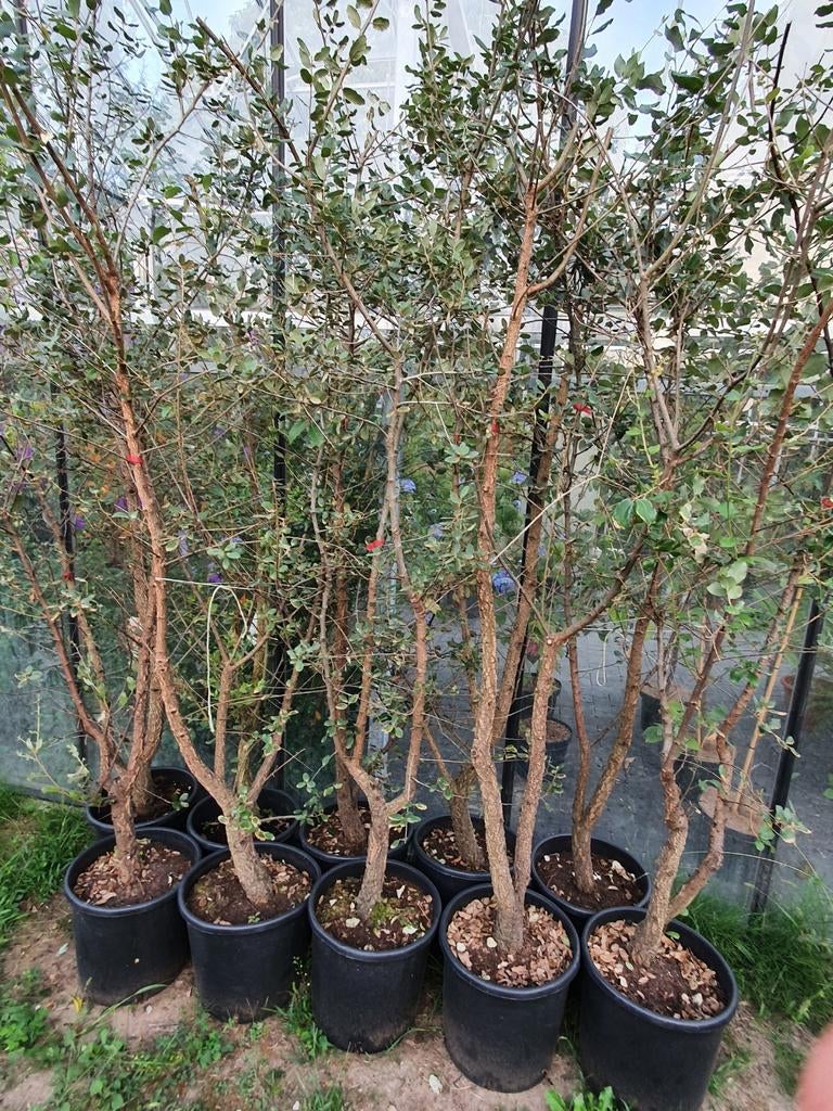 Quercus Suber / Mediterrane kurkeik / wintergroen ‼️‼️, Bloeit niet, 250 tot 400 cm, Ophalen, Volle zon