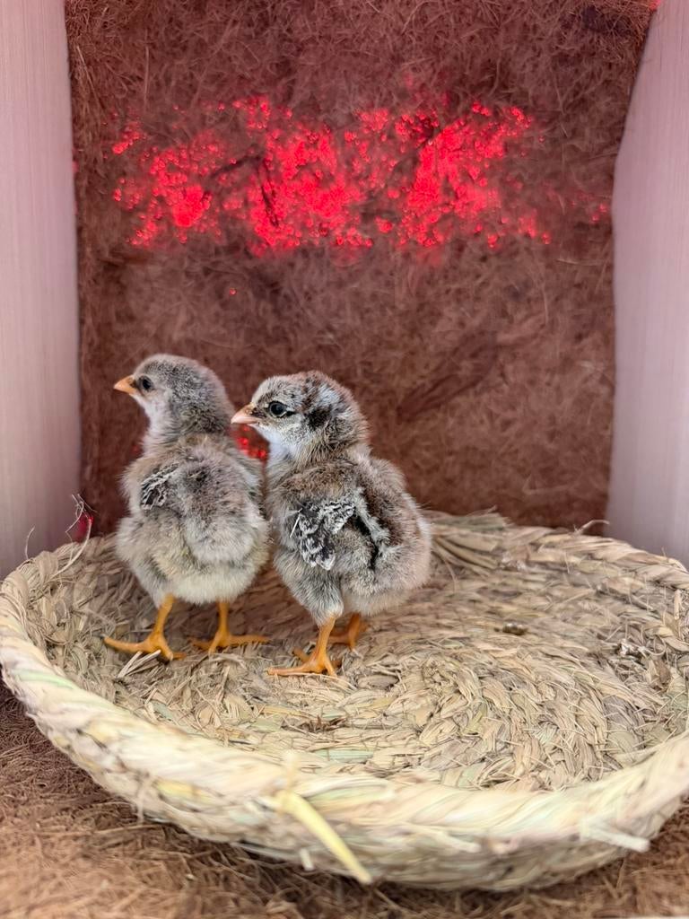Kuikens en broedeieren, Dieren en Toebehoren, Pluimvee, Geslacht onbekend, Kip