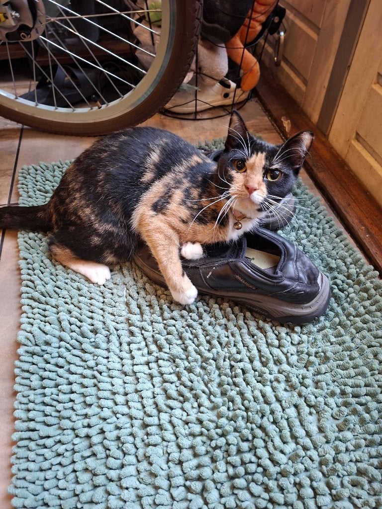 Candy 1 year old look new house, Meerdere dieren