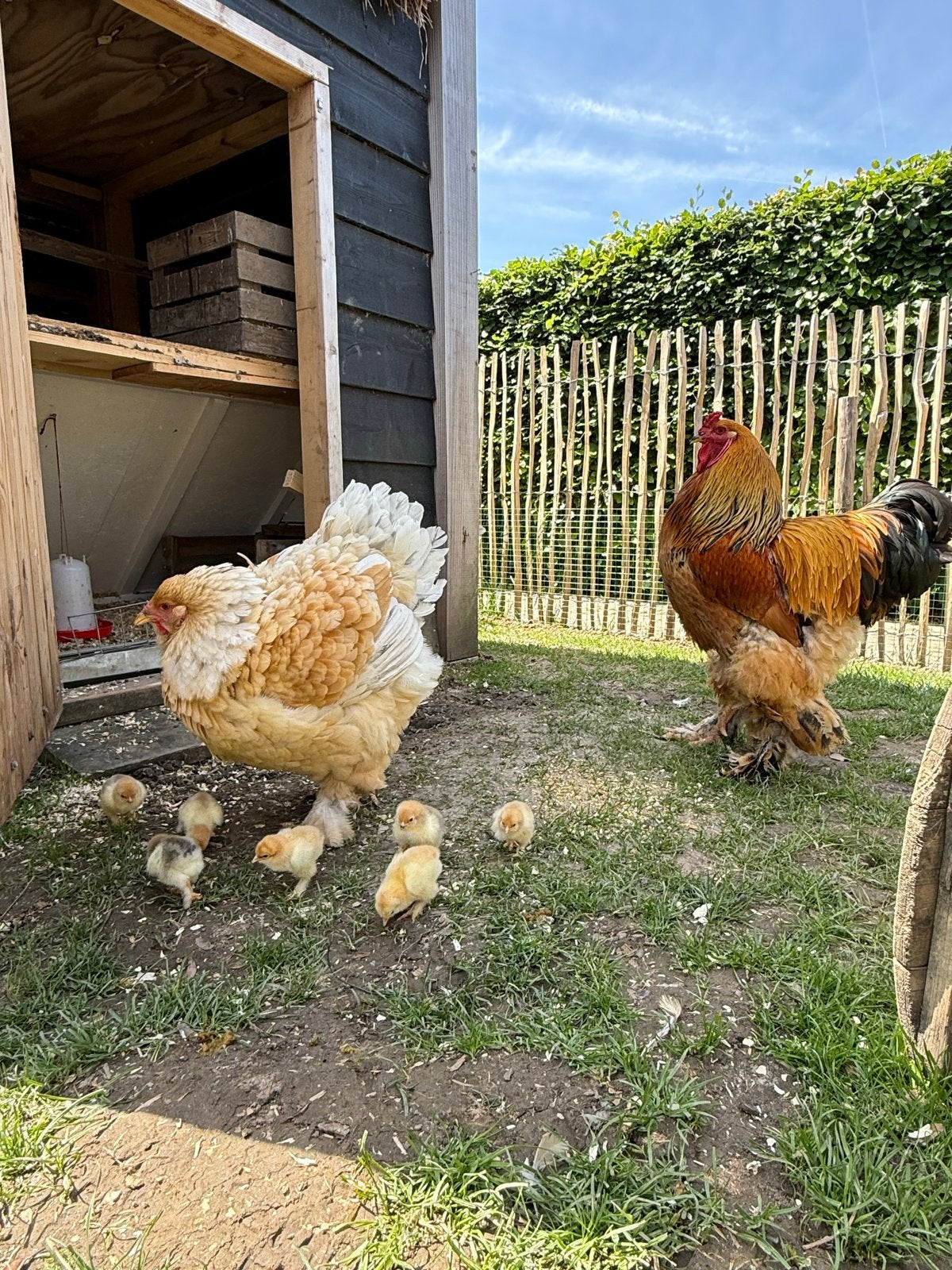 Broedeieren brahma, Dieren en Toebehoren, Geslacht onbekend, Kip