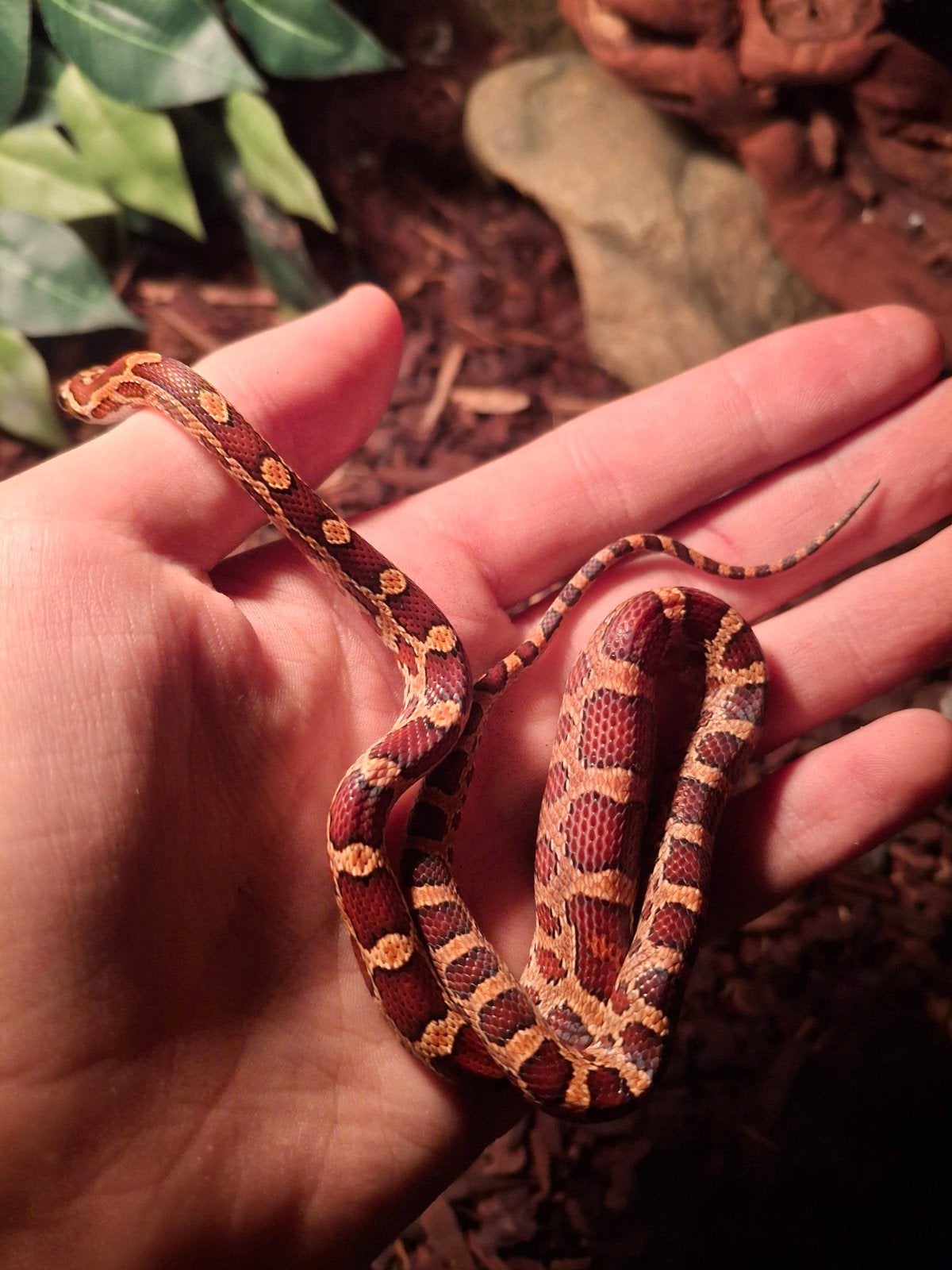 1.0 pantherophis guttatus het. scaleless