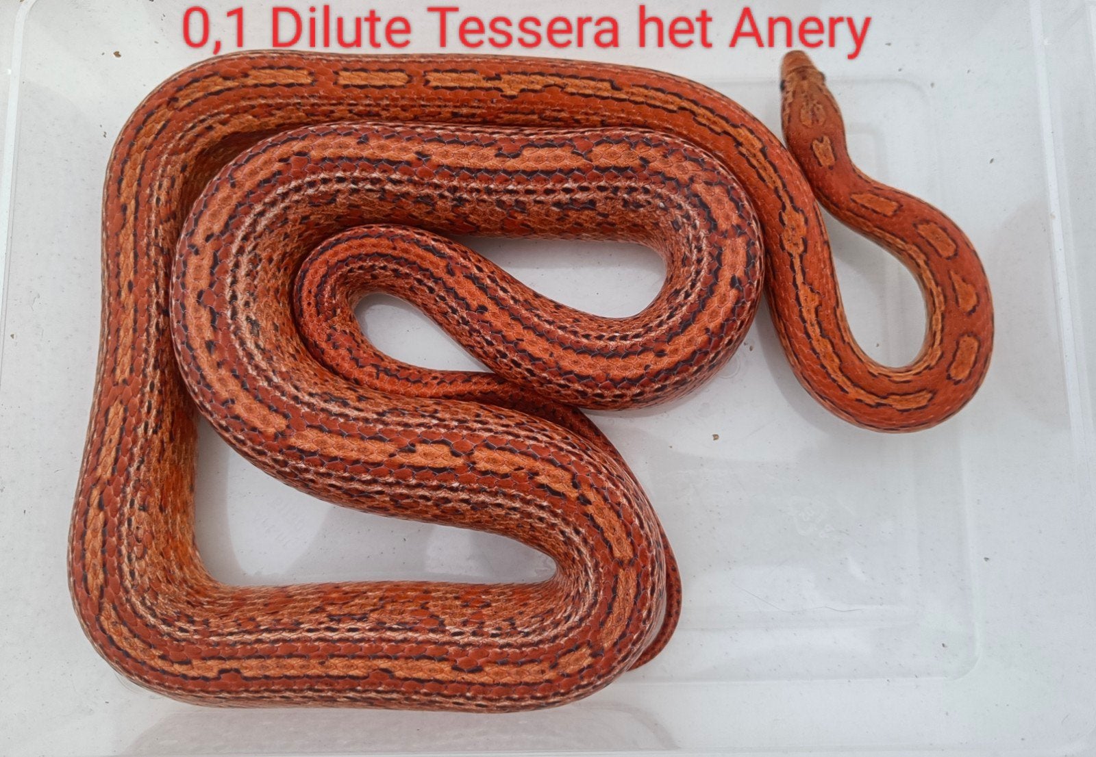1,1 Korenslangen - Pantherophis guttatus Corn Snake photo 2
