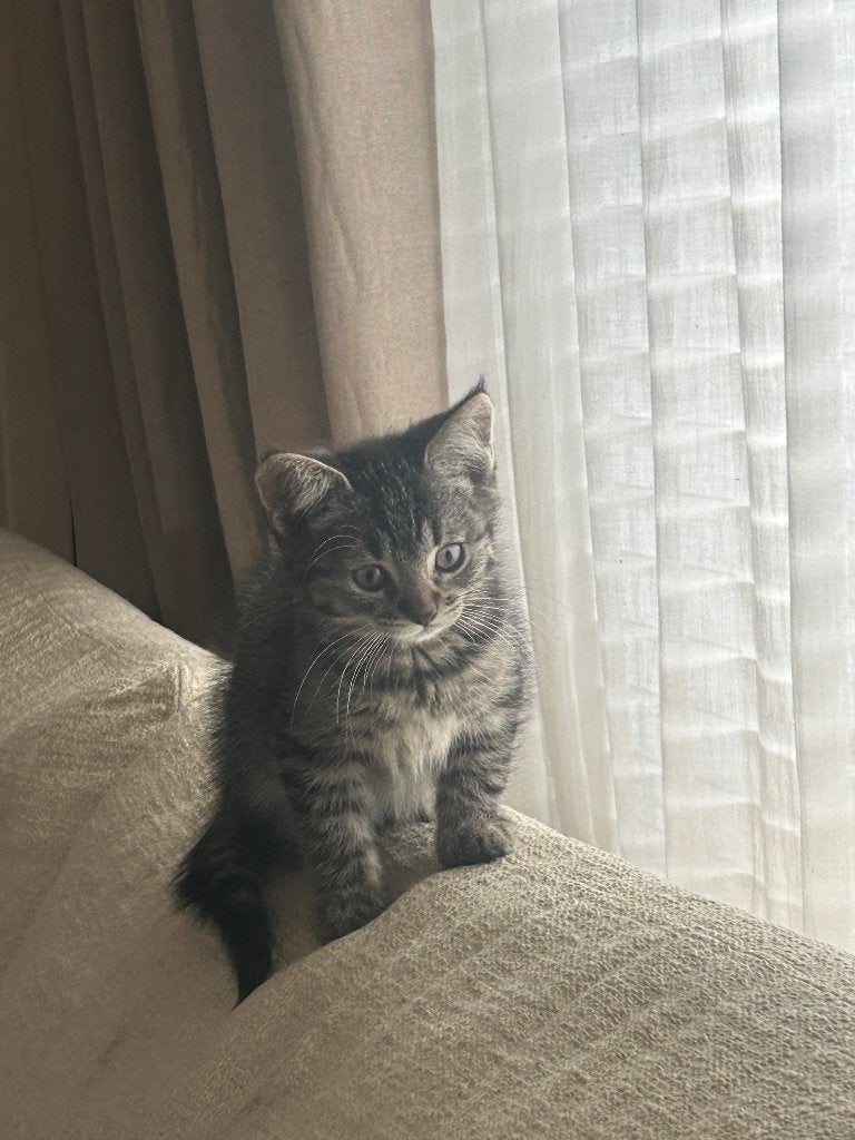 Poesje britse korthaar europees korthaar gereserveerd, Poes, Kortharig, 0 tot 2 jaar