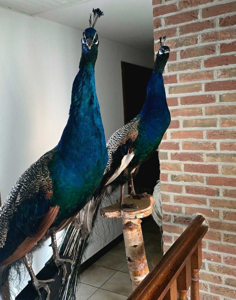 te koop: opgezette prachtige pauwen, Ophalen, Nieuw, Vogel, Opgezet dier
